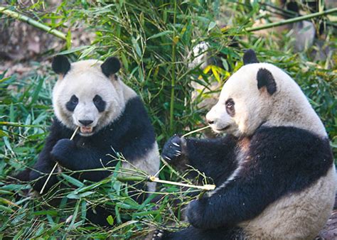 Panda's Unexpected Shanghai Serenade: A Tale of Karaoke Chaos and Viral Fame!